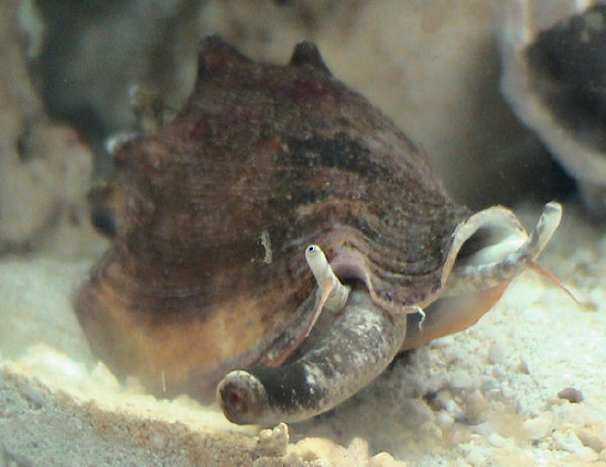 Section Snails Group Conch Species Strombus Alatus Fighting Conch